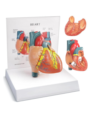 Modelo Anatómico Corazón Humano 2 Partes Merinden con Base