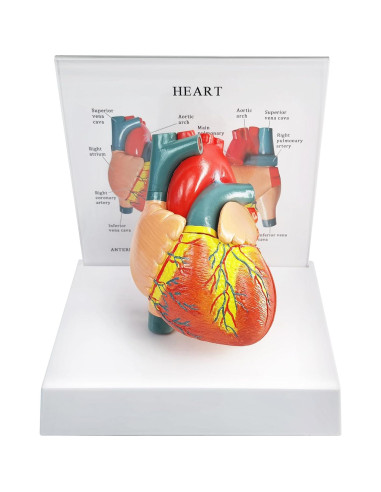 Modelo Anatómico Corazón Humano 2 Partes Merinden con Base