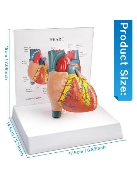 Modelo Anatómico Corazón Humano 2 Partes Merinden con Base