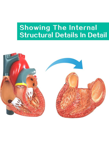 Modelo Anatómico Corazón Humano 2 Partes Merinden con Base
