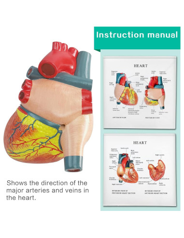 Modelo Anatómico Corazón Humano 2 Partes Merinden con Base