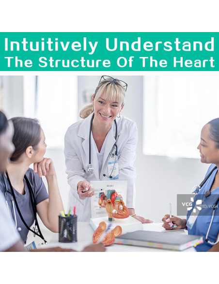 Modelo Anatómico Corazón Humano 2 Partes Merinden con Base