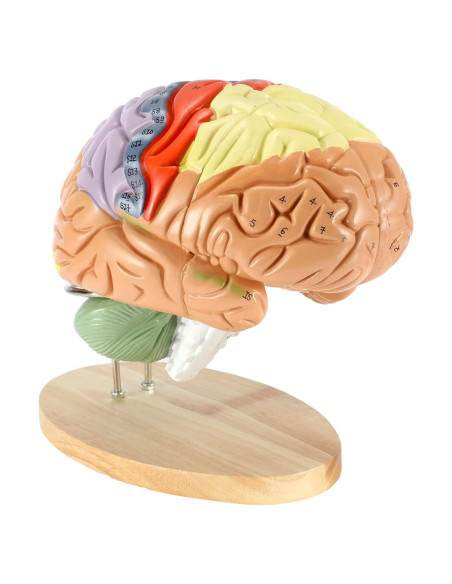 Modelo Anatómico de Cerebro Humano Dyna-Living 2X Realista