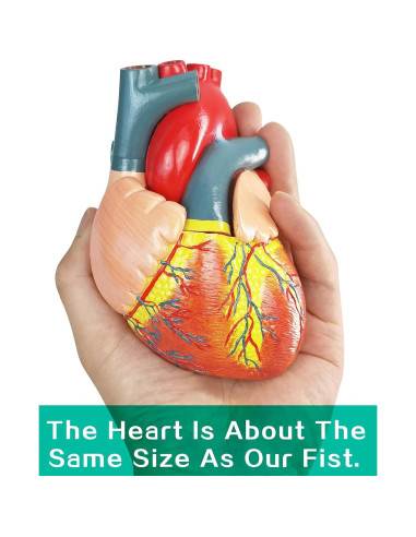 Modelo Anatómico Corazón Humano 2 Partes Merinden con Base