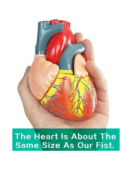 Modelo Anatómico Corazón Humano 2 Partes Merinden con Base