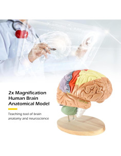 Modelo Anatómico de Cerebro Humano Dyna-Living 2X Realista 2