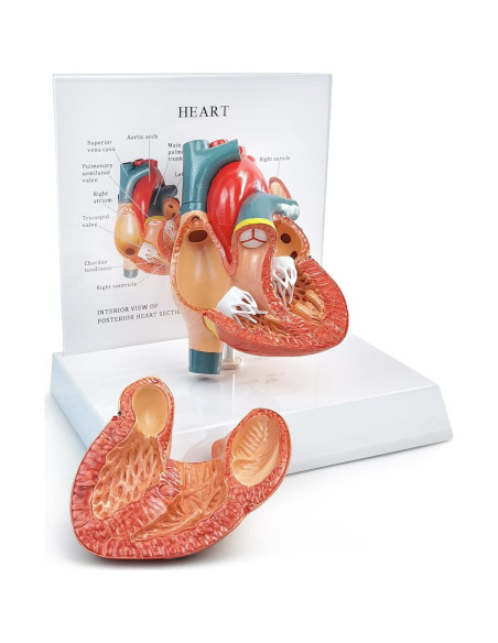 Modelo Anatómico Corazón Humano 2 Partes Merinden con Base
