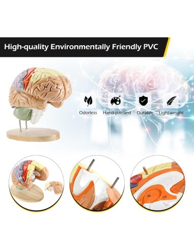 Modelo Anatómico de Cerebro Humano Dyna-Living 2X Realista