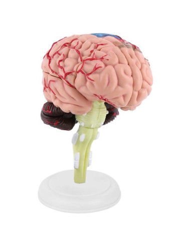 Modelo Anatómico del Cerebro Humano Mumusuki - Plástico 11.8x10.8 cm