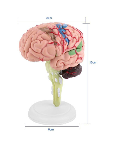 Modelo Anatómico del Cerebro Humano Mumusuki - Plástico 11.8x10.8 cm