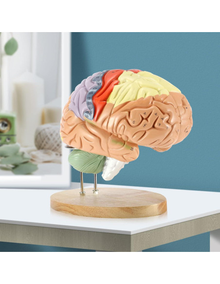 Modelo Anatómico de Cerebro Humano Dyna-Living 2X Realista