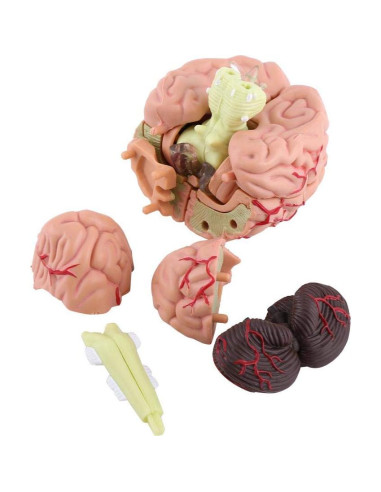 Modelo Anatómico del Cerebro Humano Mumusuki - Plástico 11.8x10.8 cm