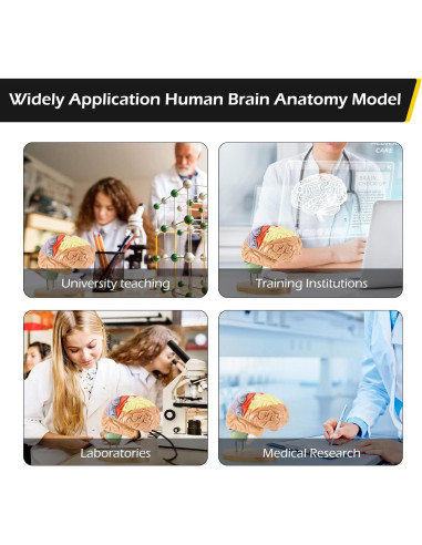 Modelo Anatómico de Cerebro Humano Dyna-Living 2X Realista