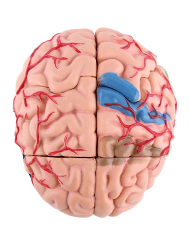 Modelo Anatómico del Cerebro Humano Mumusuki - Plástico 11.8x10.8 cm