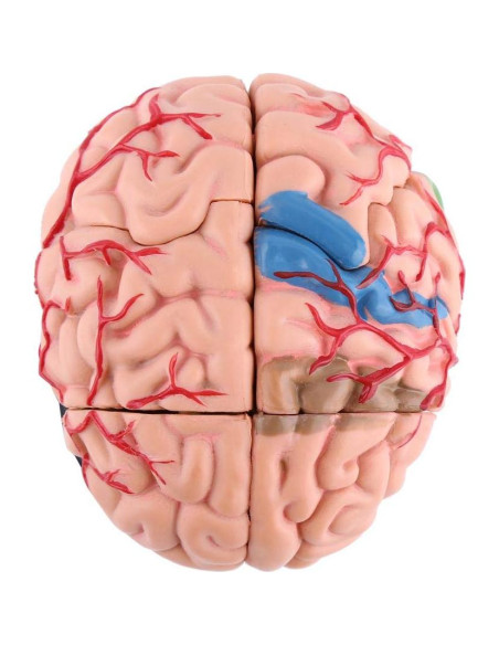 Modelo Anatómico del Cerebro Humano Mumusuki - Plástico 11.8x10.8 cm