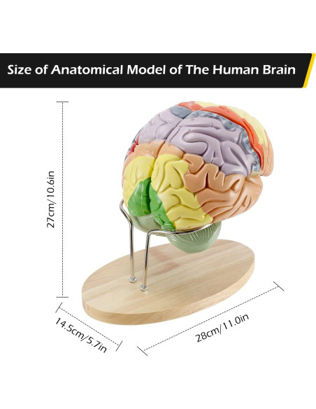 Modelo Anatómico de Cerebro Humano Dyna-Living 2X Realista