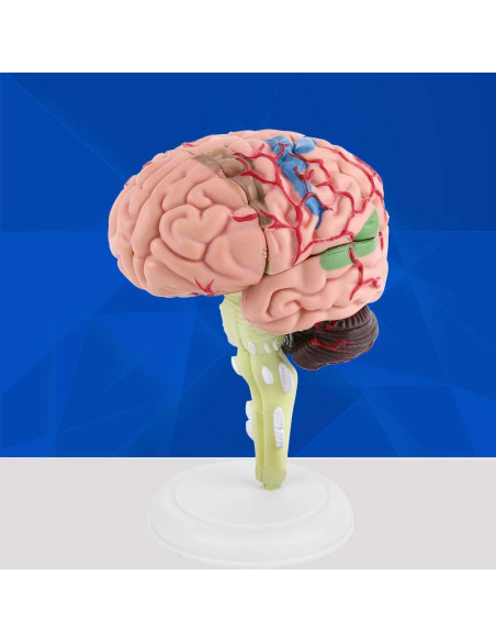 Modelo Anatómico del Cerebro Humano Mumusuki - Plástico 11.8x10.8 cm