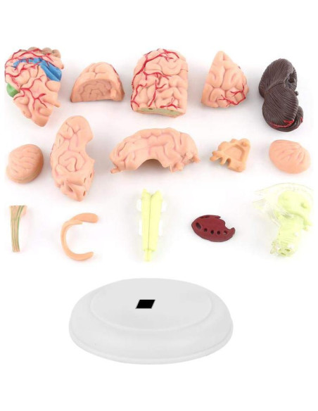 Modelo Anatómico del Cerebro Humano Mumusuki - Plástico 11.8x10.8 cm