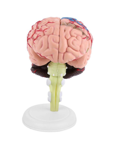 Modelo Anatómico del Cerebro Humano Mumusuki - Plástico 11.8x10.8 cm