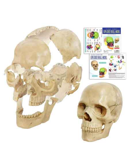 Modelo de Anatomía de Cráneo Mini Benilev 15 Piezas