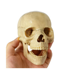Modelo de Anatomía de Cráneo Mini Benilev 15 Piezas 2
