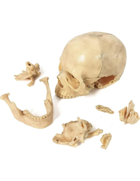 Modelo de Anatomía de Cráneo Mini Benilev 15 Piezas