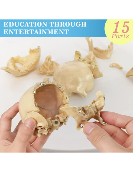 Modelo de Anatomía de Cráneo Mini Benilev 15 Piezas