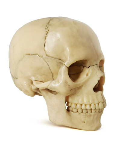 Modelo de Anatomía de Cráneo Mini Benilev 15 Piezas