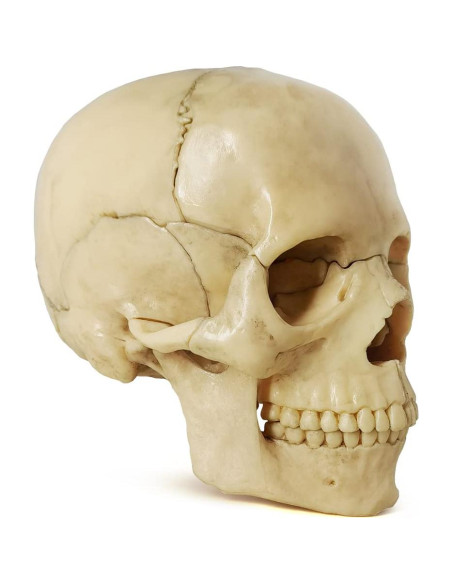 Modelo de Anatomía de Cráneo Mini Benilev 15 Piezas