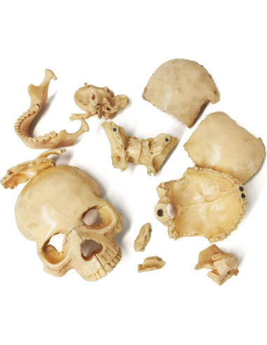 Modelo de Anatomía de Cráneo Mini Benilev 15 Piezas