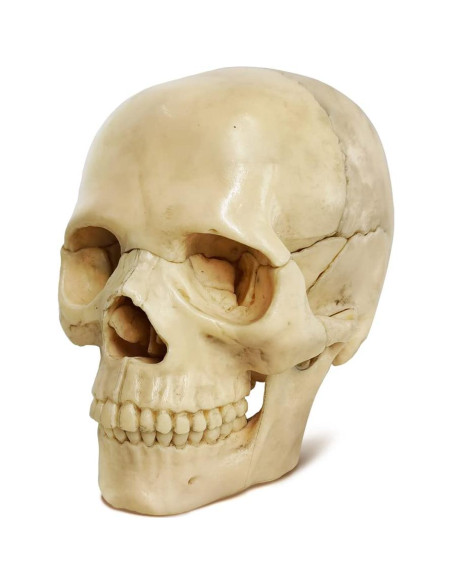 Modelo de Anatomía de Cráneo Mini Benilev 15 Piezas