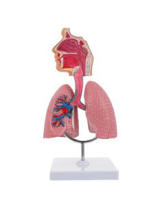 Modelo de Pulmón Humano TEHAUX 3D Educativo PVC 27x12x12 cm