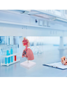 Modelo de Pulmón Humano TEHAUX 3D Educativo PVC 27x12x12 cm 2