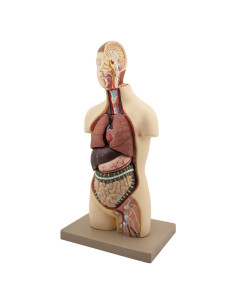 Modelo Anatómico de Torso Juvenil EISCO 45.72 cm 9 Piezas