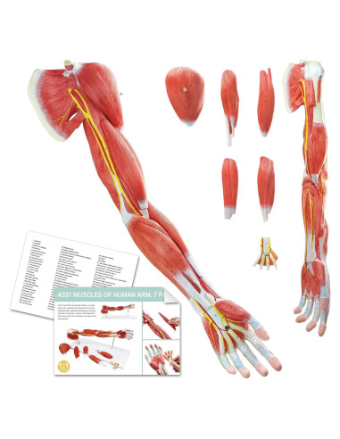 Modelo Muscular del Brazo Humano EVOTECH 7 Partes PVC