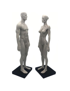 Modelo Anatómico Humano 27.94 cm Resina Femenino + Masculino