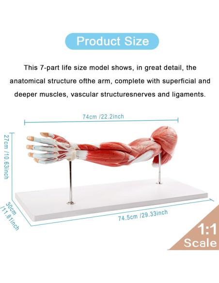 Modelo Muscular del Brazo Humano EVOTECH 7 Partes PVC