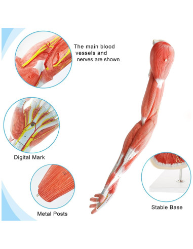 Modelo Muscular del Brazo Humano EVOTECH 7 Partes PVC