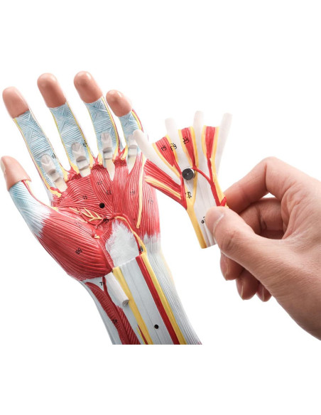 Modelo Muscular del Brazo Humano EVOTECH 7 Partes PVC