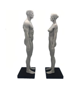Modelo Anatómico Humano 27.94 cm Resina Femenino + Masculino 2