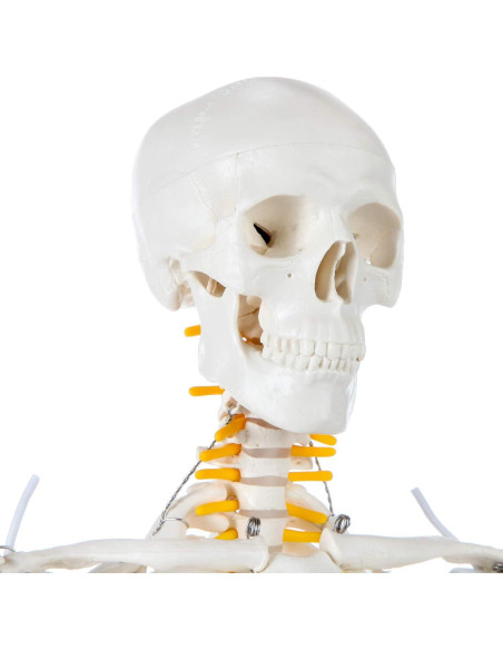 Esqueleto Humano Mini Axis Scientific 78cm Articulado con Soporte