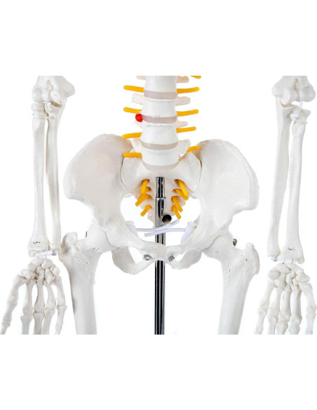 Esqueleto Humano Mini Axis Scientific 78cm Articulado con Soporte