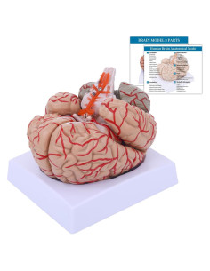 Modelo Anatómico del Cerebro Humano SFXYJ 8 Partes 15.24x17.02cm