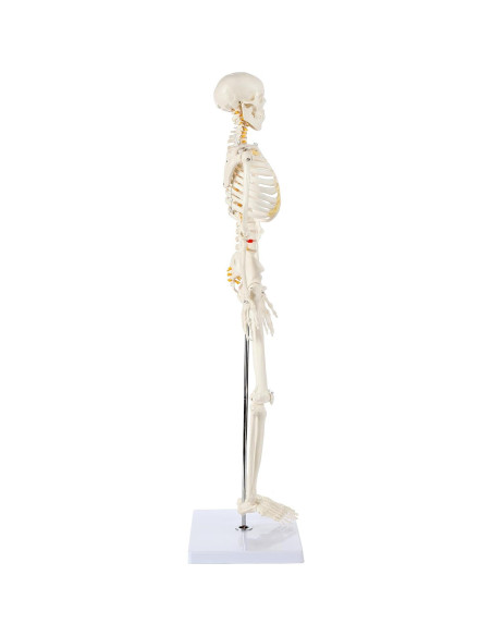 Esqueleto Humano Mini Axis Scientific 78cm Articulado con Soporte