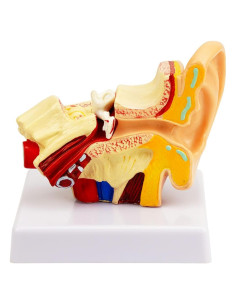 Modelo de Anatomía del Oído Ampliado 1.5X QREBYQ - PVC
