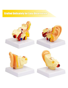 Modelo de Anatomía del Oído Ampliado 1.5X QREBYQ - PVC 2