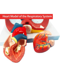 Modelo de Pulmón Humano Veipho 51 Partes Anatomía Educativa 2