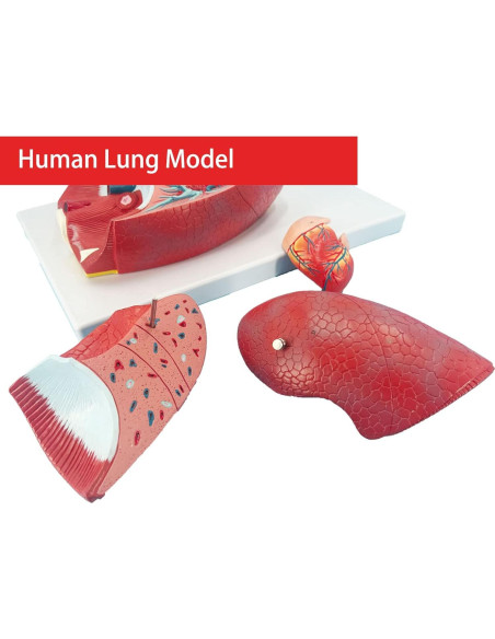 Modelo de Pulmón Humano Veipho 51 Partes Anatomía Educativa Modelo de Pulmón Humano Veipho 51 Partes Anatomía Educativa