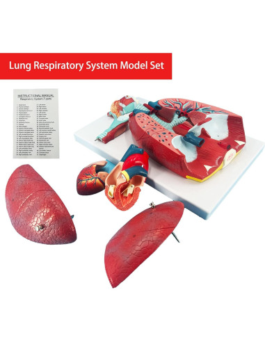 Modelo de Pulmón Humano Veipho 51 Partes Anatomía Educativa