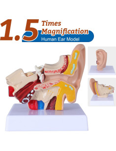 Modelo de Anatomía del Oído Humano 1.5x PVC con Base 2